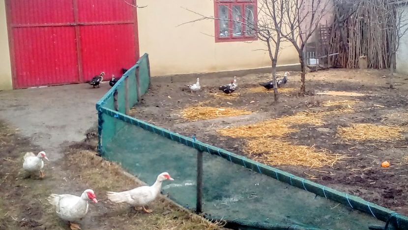  - Raţe