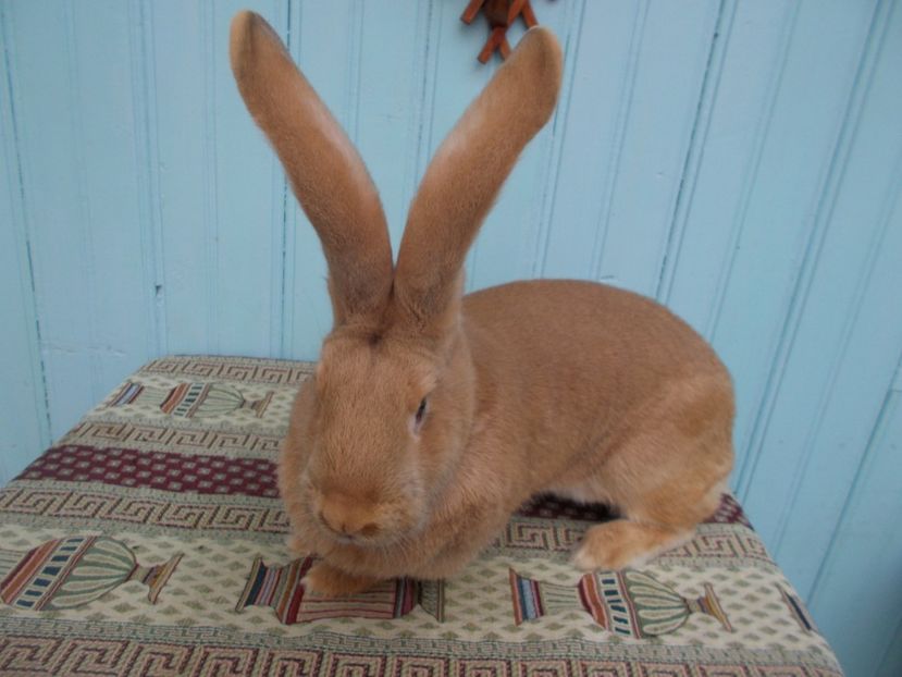 96 puncte - 5 FEMELA 96 P