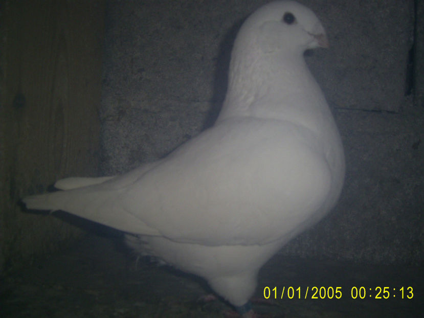 F - 2018 - femele matca - 2019