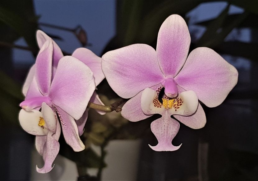 Schilleriana - Phalaenopsis 1