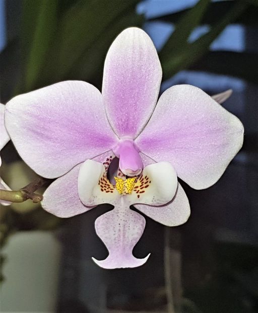  - Phalaenopsis 1