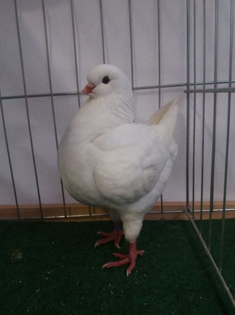 48372925_543433096157619_4166007518503370752_o - Pui 2018