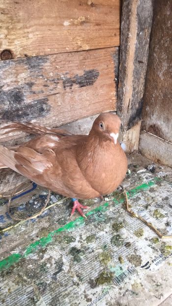 821DCFA3-5113-42A6-8179-3AC22FA7A3FA - unicolori