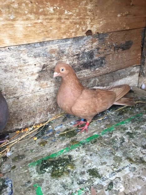 98E09DE1-D618-447F-B4A9-10FF070E2FAF - unicolori