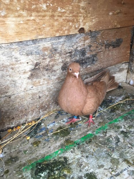 7AF84A35-1A6E-4FB8-85E7-10E7667939EB - unicolori