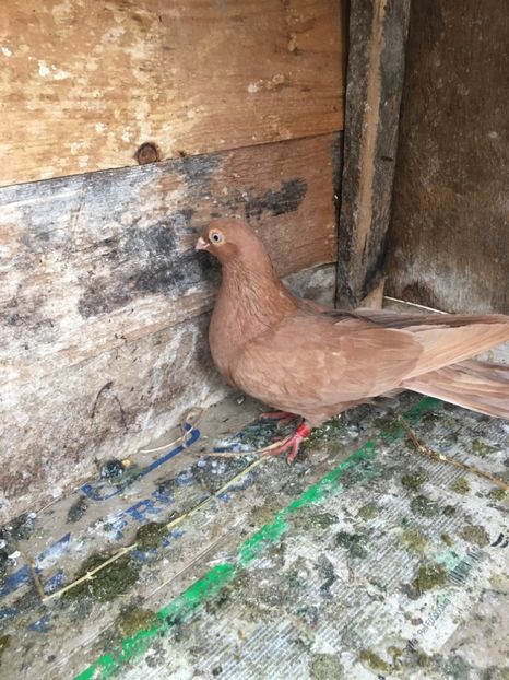 424DE76E-36A8-434D-87E9-74010563F2DF - unicolori