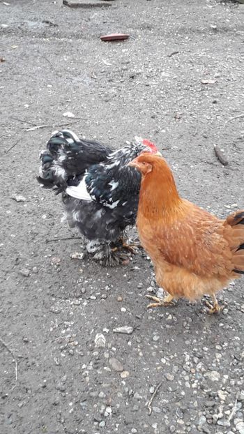  - Găini 2019 new hampshire australorp plymouth cochinchina