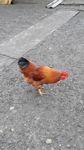  - Găini 2019 new hampshire australorp plymouth cochinchina