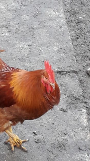  - Găini 2019 new hampshire australorp plymouth cochinchina