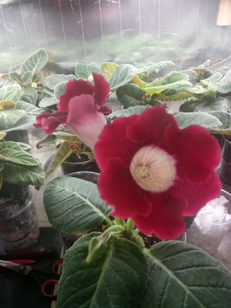 Nr.7 - Gloxinii din semințele obținute de mine 2018-2019