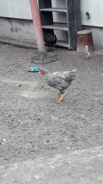  - Găini 2019 new hampshire australorp plymouth cochinchina