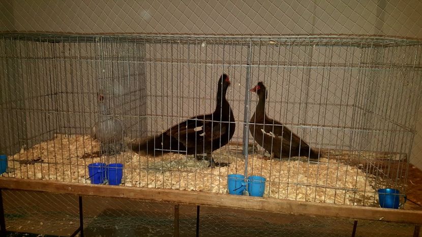 Expo Fauna Hotarele - Expo Fauna Hotarele 2018