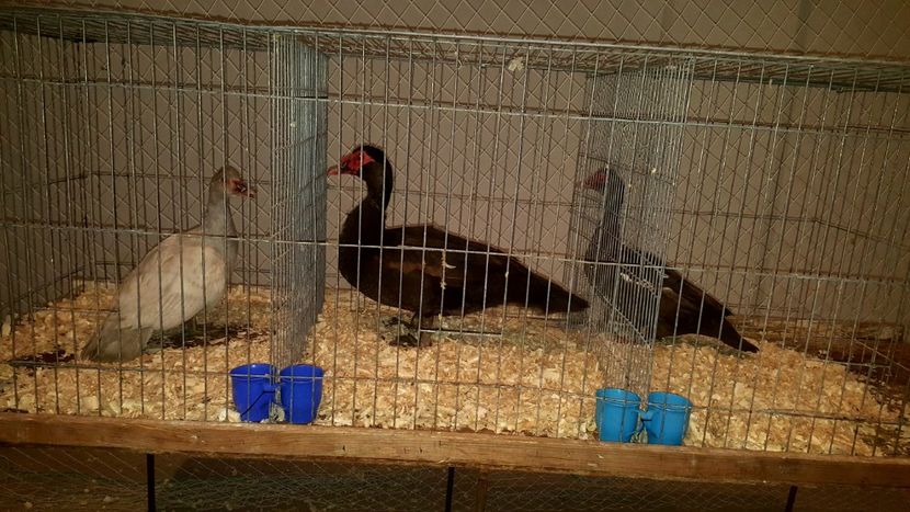 editia I - Expo Fauna Hotarele 2018