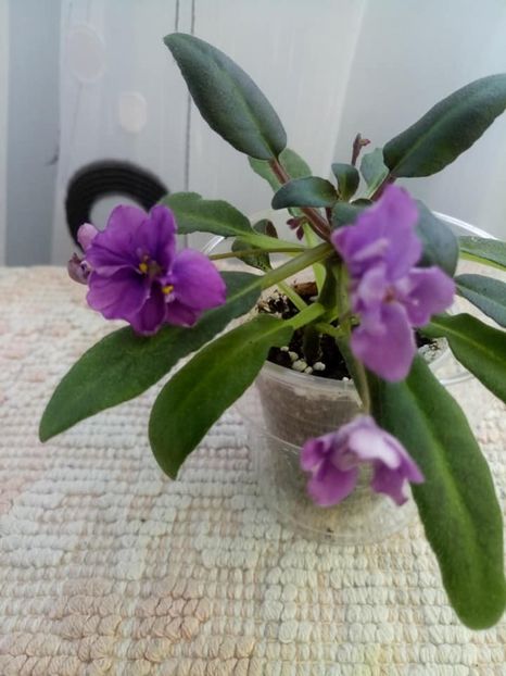 26 nov - ZZ Senk s Longlegs