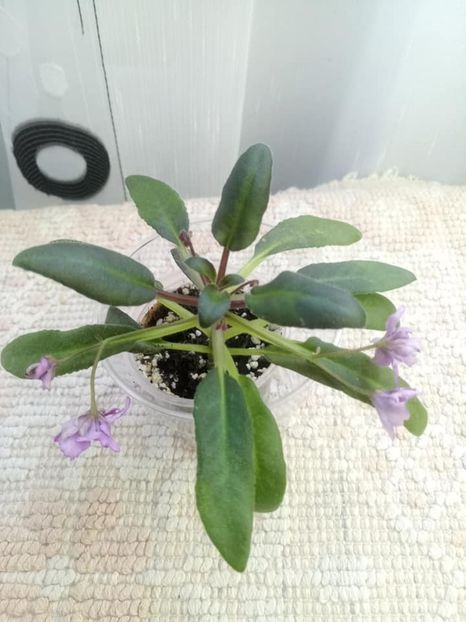 26 nov - ZZ Senk s Longlegs