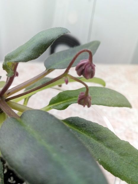 13 dec - ZZ Senk s Longlegs