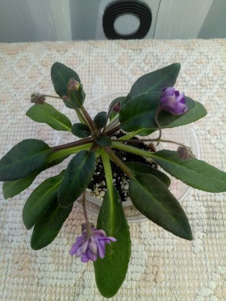 24 dec - ZZ Senk s Longlegs