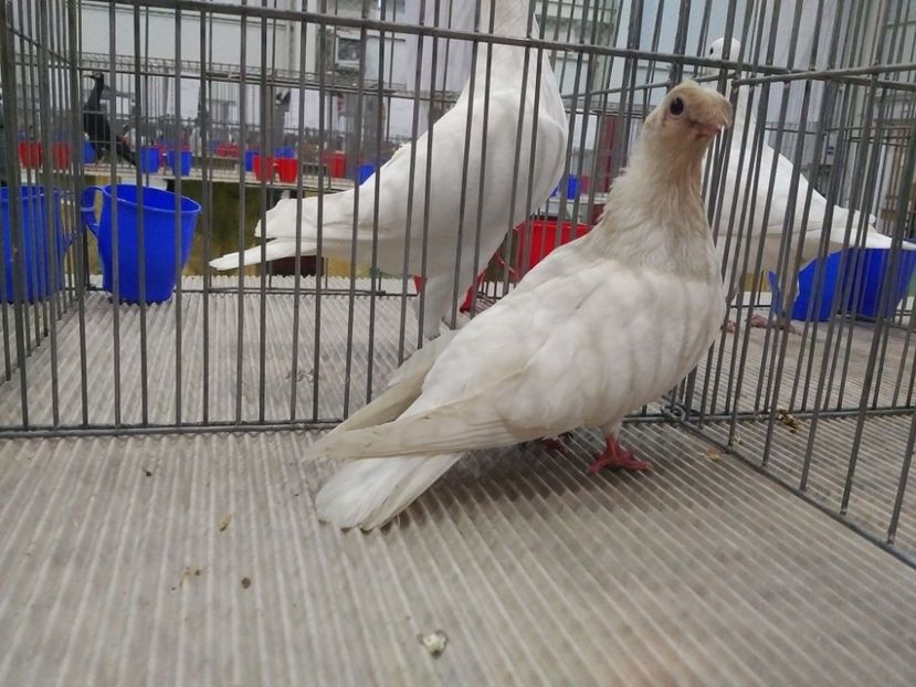  - 1544 Expo Constanta 2018