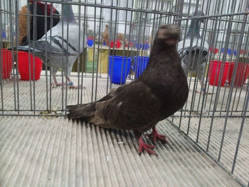  - 1544 Expo Constanta 2018