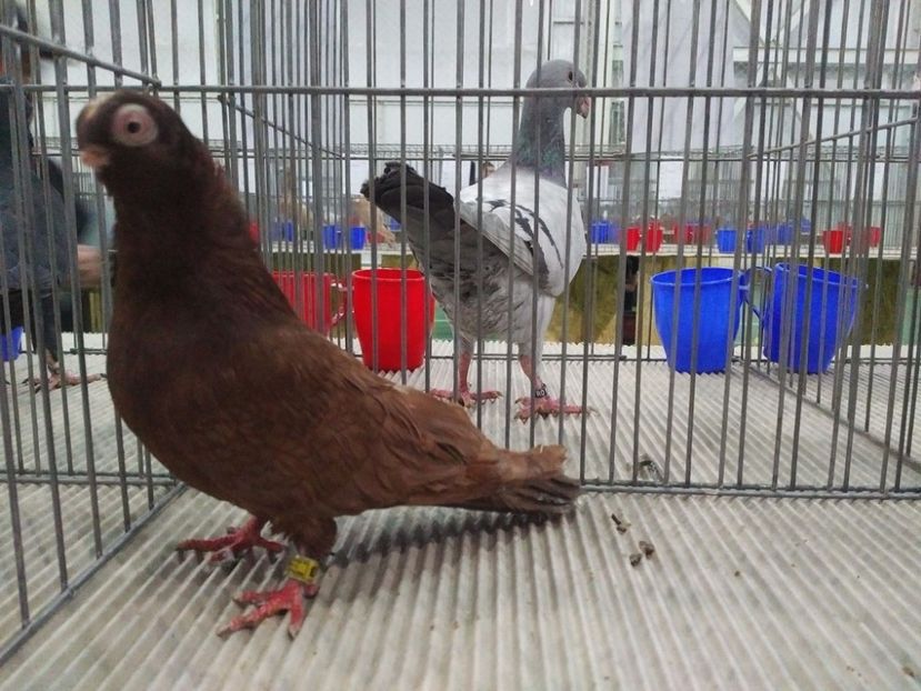  - 1544 Expo Constanta 2018