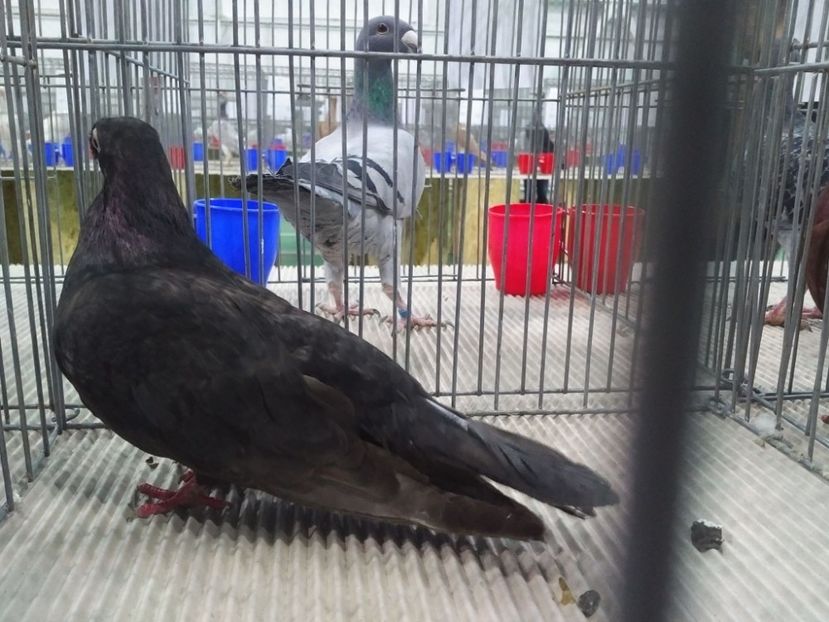  - 1544 Expo Constanta 2018