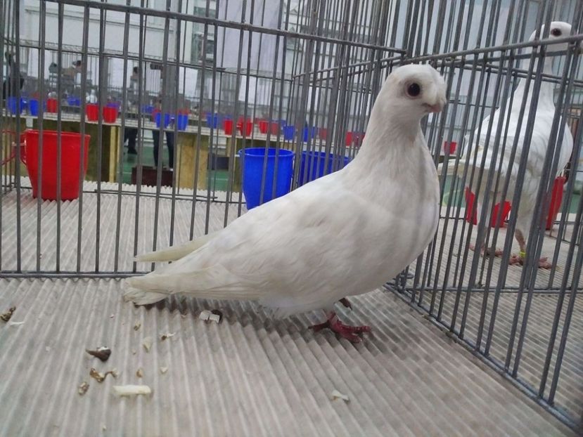  - 1544 Expo Constanta 2018