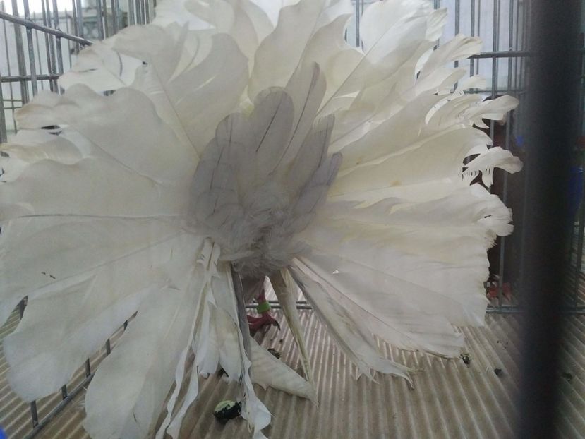  - 1544 Expo Constanta 2018