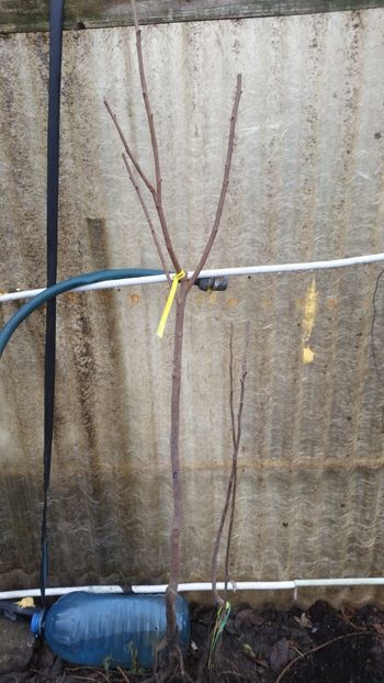 Rosseyanka - Noutati 2018