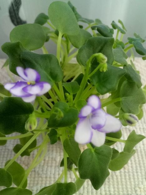 8 dec - Rob s Humpty Doo