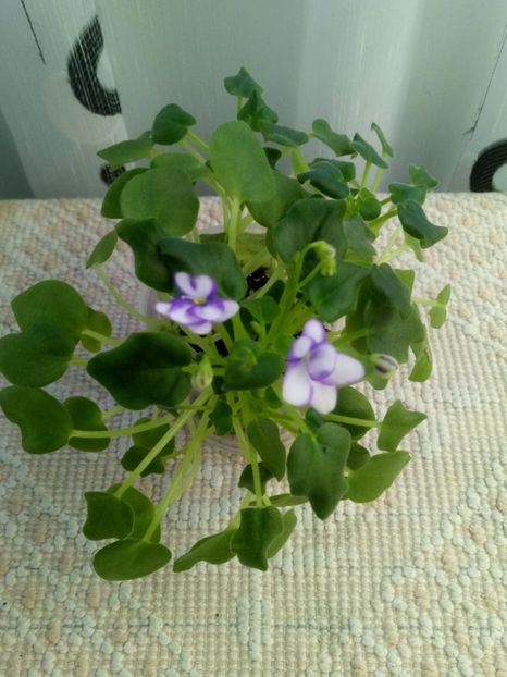 8 dec - Rob s Humpty Doo