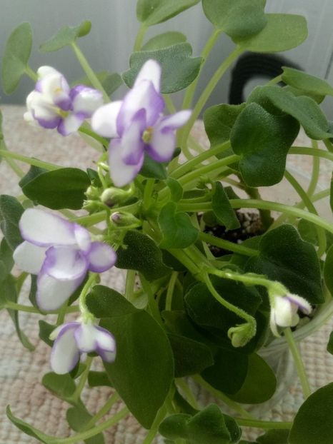 13 dec - Rob s Humpty Doo