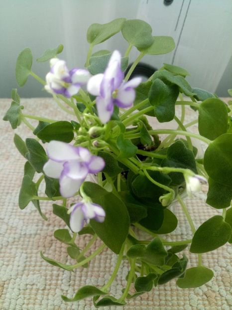 13 dec - Rob s Humpty Doo