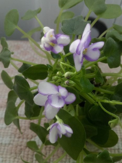 13 dec - Rob s Humpty Doo