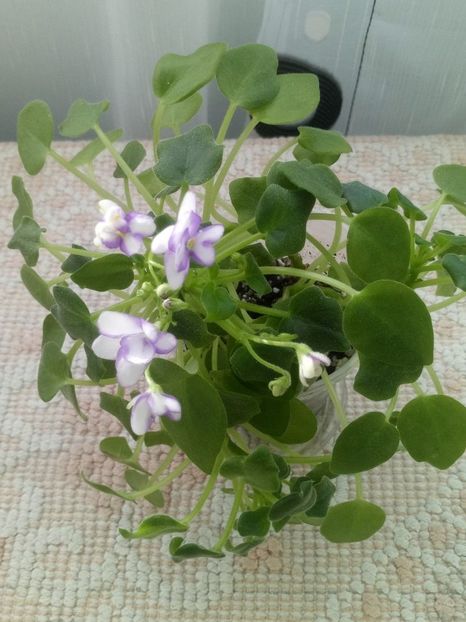 13 dec - Rob s Humpty Doo