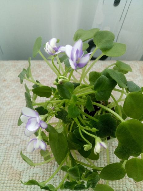 13 dec - Rob s Humpty Doo