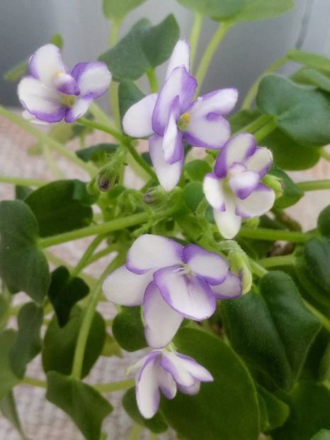 14 dec - Rob s Humpty Doo