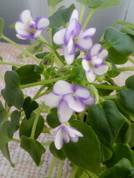 14 dec - Rob s Humpty Doo