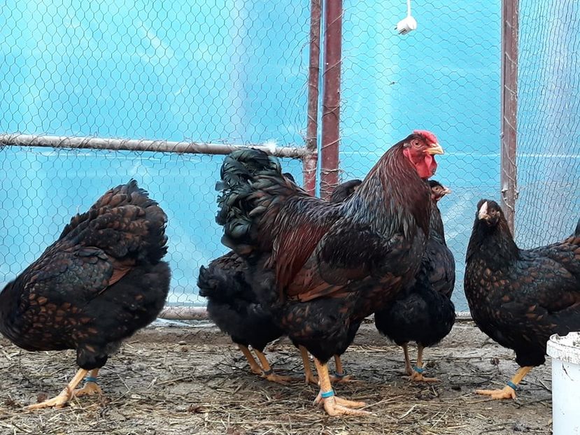  - Wyandotte rosu-negru