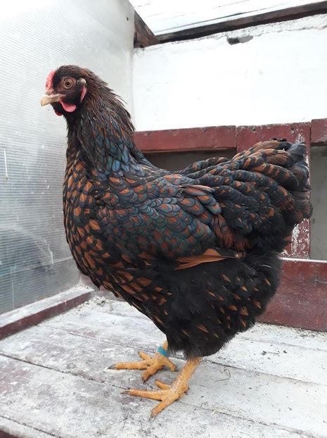  - Wyandotte rosu-negru