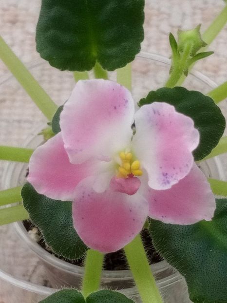 13 dec - ZZ RM Pavlina