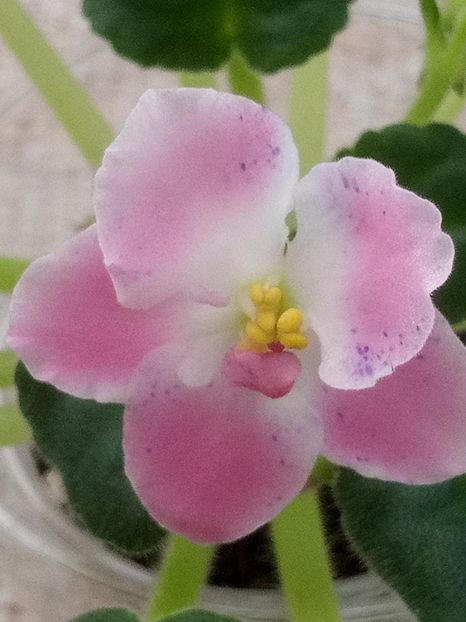 13 dec - ZZ RM Pavlina