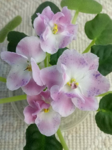 29 dec - ZZ RM Pavlina