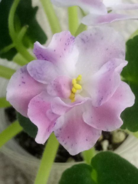 29 dec - ZZ RM Pavlina