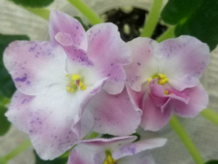 29 dec - ZZ RM Pavlina