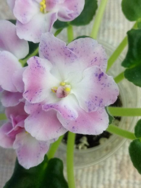 29 dec - ZZ RM Pavlina