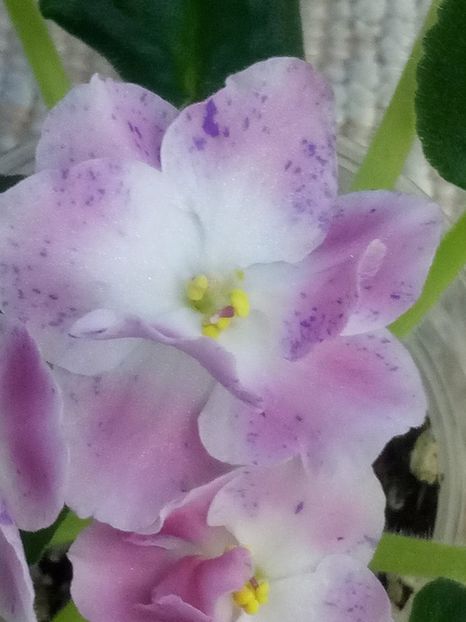 29 dec - ZZ RM Pavlina