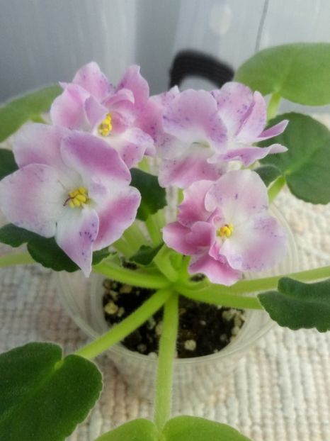 29 dec - ZZ RM Pavlina