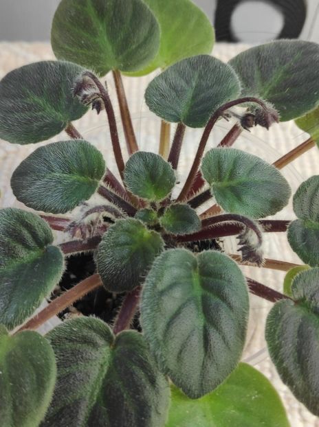 30 dec - Downsview Trail