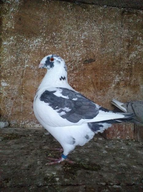  - Porumbei Giant Homer 2019