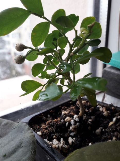 30.12.18 facem seminte? - A Muraya